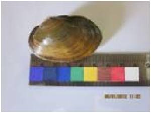  ( - SBM3)  @12 [ ] Unspecified (default): All Rights Reserved  Unspecified Unspecified