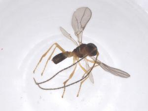  ( - CBG-B02592-F12)  @11 [ ] CreativeCommons - Attribution Share - Alike (2025) Centre for Biodiversity Genomics Centre for Biodiversity Genomics