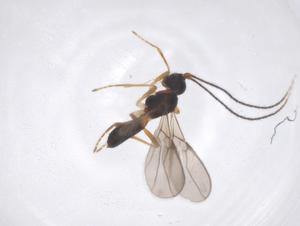  ( - CBG-B02594-F12)  @11 [ ] CreativeCommons - Attribution Share - Alike (2025) Centre for Biodiversity Genomics Centre for Biodiversity Genomics