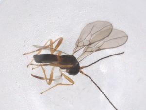  ( - CBG-B02594-G02)  @11 [ ] CreativeCommons - Attribution Share - Alike (2025) Centre for Biodiversity Genomics Centre for Biodiversity Genomics