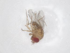  ( - CBG-B23665-G09)  @11 [ ] CreativeCommons - Attribution Share - Alike (2025) Centre for Biodiversity Genomics Centre for Biodiversity Genomics