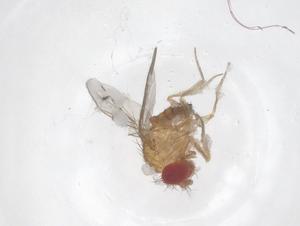  ( - CBG-B23665-H02)  @11 [ ] CreativeCommons - Attribution Share - Alike (2025) Centre for Biodiversity Genomics Centre for Biodiversity Genomics