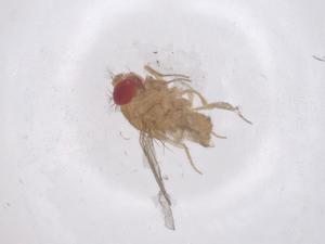  ( - CBG-B23667-E09)  @11 [ ] CreativeCommons - Attribution Share - Alike (2025) Centre for Biodiversity Genomics Centre for Biodiversity Genomics