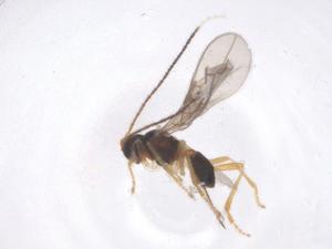  ( - CBG-B23667-G01)  @11 [ ] CreativeCommons - Attribution Share - Alike (2025) Centre for Biodiversity Genomics Centre for Biodiversity Genomics