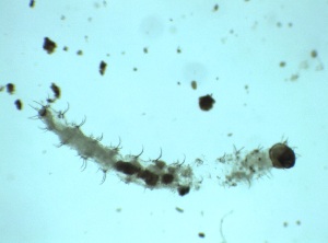  ( - Larva_4.2)  @11 [ ] Copyright (2024) Bram Vanschoenwinkel Vrije Universiteit Brussel