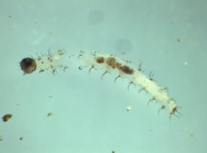  ( - Larva_4.2)  @11 [ ] Copyright (2024) Bram Vanschoenwinkel Vrije Universiteit Brussel