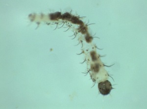  ( - Larva_4.3)  @11 [ ] Copyright (2024) Bram Vanschoenwinkel Vrije Universiteit Brussel