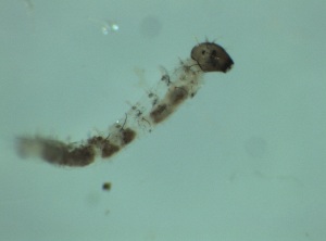  ( - Larva_4.3)  @11 [ ] Copyright (2024) Bram Vanschoenwinkel Vrije Universiteit Brussel