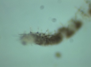  ( - Larva_4.3)  @11 [ ] Copyright (2024) Bram Vanschoenwinkel Vrije Universiteit Brussel