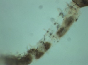  ( - Larva_4.3)  @11 [ ] Copyright (2024) Bram Vanschoenwinkel Vrije Universiteit Brussel