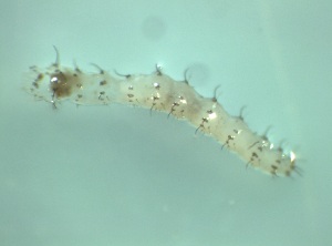 ( - Larva_4.5)  @11 [ ] Copyright (2024) Bram Vanschoenwinkel Vrije Universiteit Brussel