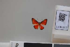  ( - LCB1012)  @11 [ ] CC-By (2023) Christian Brévignon Research collection of Christian Brévignon