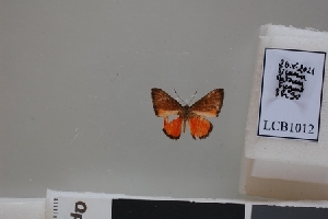  ( - LCB1012)  @11 [ ] CC-By (2023) Christian Brévignon Research collection of Christian Brévignon