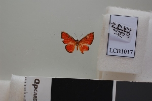  ( - LCB1017)  @11 [ ] CC-By (2023) Christian Brévignon Research collection of Christian Brévignon