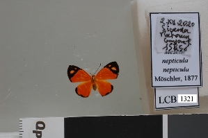  (Mesene nepticula - LCB1321)  @11 [ ] CC-By (2025) Christian Brévignon Research collection of Christian Brévignon