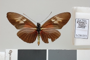  ( - LCB1351)  @11 [ ] CC-By (2025) Christian Br&eacute;vignon Research collection of Christian Br&eacute;vignon