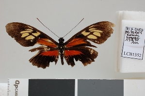  ( - LCB1352)  @11 [ ] CC-By (2025) Christian Br&eacute;vignon Research collection of Christian Br&eacute;vignon