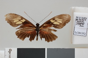  ( - LCB1352)  @11 [ ] CC-By (2025) Christian Br&eacute;vignon Research collection of Christian Br&eacute;vignon