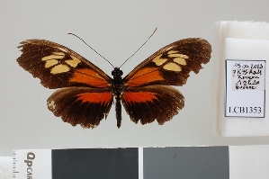  ( - LCB1353)  @11 [ ] CC-By (2025) Christian Br&eacute;vignon Research collection of Christian Br&eacute;vignon