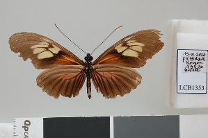  ( - LCB1353)  @11 [ ] CC-By (2025) Christian Br&eacute;vignon Research collection of Christian Br&eacute;vignon