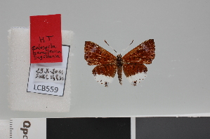  (Pseudolivendula hemileuca - LCB559)  @11 [ ] CC-by (2024) Christian Brévignon Research Collection of L. and C. Brevignon