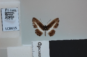  (Nymphidium velatum - LCB615)  @11 [ ] CC-By (2023) Christian Brévignon Research collection of Christian Brévignon