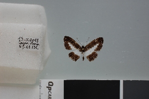  (Nymphidium minuta - LCB626)  @11 [ ] CC-By (2023) Christian Brévignon Research collection of Christian Brévignon