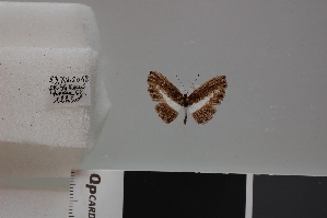  (Nymphidium aurum - LCB631)  @11 [ ] CC-By (2023) Christian Brévignon Research collection of Christian Brévignon