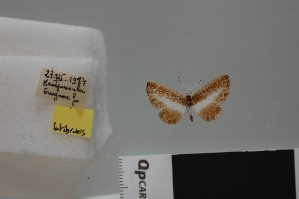  (Nymphidium latibrunis - LCB645)  @11 [ ] CC-By (2023) Christian Brévignon Research collection of Christian Brévignon