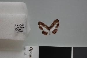  (Nymphidium manicorensis - LCB647)  @11 [ ] CC-By (2023) Christian Brévignon Research collection of Christian Brévignon