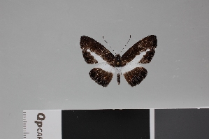  (Nymphidium guyanensis - LCB649)  @11 [ ] CC-By (2023) Christian Brévignon Research collection of Christian Brévignon