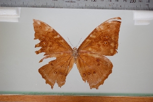  (Morpho telemachus telemachus - LCB914)  @11 [ ] CC-By (2023) Christian Brévignon Research collection of Christian Brévignon