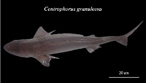  ( - Cgr_TEJ3693)  @11 [ ] Unspecified (default): All Rights Reserved (2023) Invemar Invemar-BEM