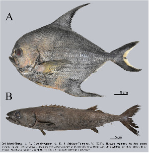  (Taractichthys - Tlo_TEJ2677)  @11 [ ] Unspecified (default): All Rights Reserved (2024) Invemar Invemar-BEM