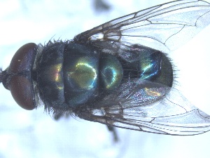  (Chrysomya chloropyga - BFSA10)  @11 [ ] Copyright (2015) University of Cape Town University of Cape Town