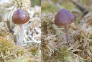  (Psilocybe atrobrunnea - YSU-F-03896)  @11 [ ] CreativeCommons  Attribution (by) (2023) Unspecified Yugra State University