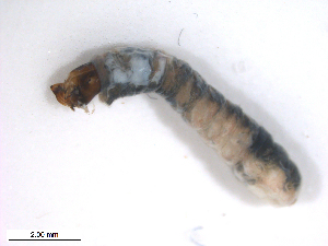  ( - BIOUG01780-G06)  @12 [ ] CreativeCommons - Attribution (2012) CBG Photography Group Centre for Biodiversity Genomics