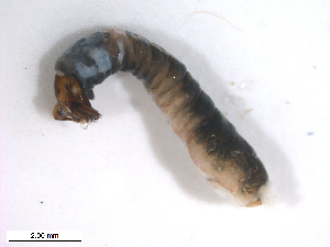  ( - BIOUG01780-G07)  @12 [ ] CreativeCommons - Attribution (2012) CBG Photography Group Centre for Biodiversity Genomics