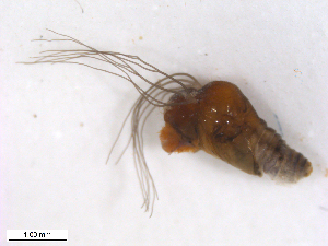  ( - BIOUG01780-H05)  @12 [ ] CreativeCommons - Attribution (2012) CBG Photography Group Centre for Biodiversity Genomics