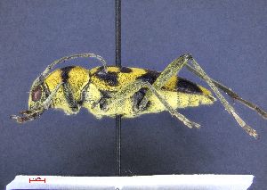  ( - 54-1-E-6)  @11 [ ] by-nc-sa (2024) Bundesforschungs- und Ausbildungszentrum fur Wald Bundesforschungs- und Ausbildungszentrum fur Wald