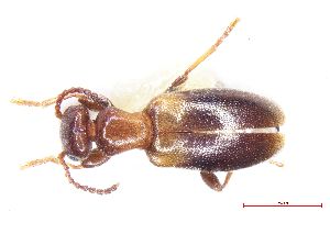  (Anthicus floralis - 82-1-G-10)  @11 [ ] by-nc-sa (2024) Bundesforschungs- und Ausbildungszentrum fur Wald Bundesforschungs- und Ausbildungszentrum fur Wald