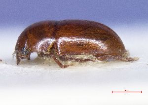  ( - 83-1-G-11)  @11 [ ] by-nc-sa (2024) Bundesforschungs- und Ausbildungszentrum fur Wald Bundesforschungs- und Ausbildungszentrum fur Wald