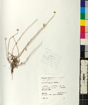  (Anthemis arvensis - BGE_00077_A01)  @11 [ ] CreativeCommons  Attribution by TAU herbarium (2025) TAU herbarium Aristotle University of Thessaloniki