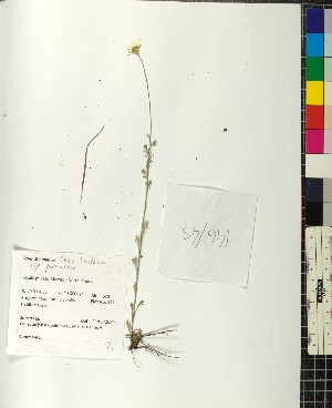  (Cota tinctoria parnassica - BGE_00077_A07)  @11 [ ] CreativeCommons  Attribution by TAU herbarium (2025) TAU herbarium Aristotle University of Thessaloniki