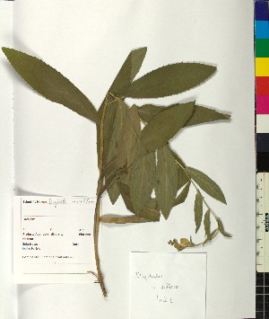  (Digitalis viridiflora - BGE_00077_B05)  @11 [ ] CreativeCommons  Attribution by TAU herbarium (2025) TAU herbarium Aristotle University of Thessaloniki