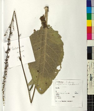  ( - BGE_00077_C03)  @11 [ ] CreativeCommons  Attribution by TAU herbarium (2025) TAU herbarium Aristotle University of Thessaloniki