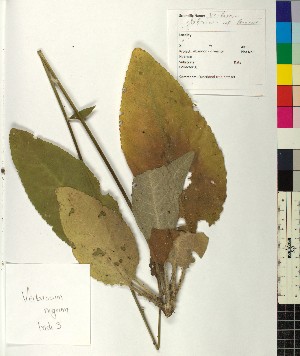  ( - BGE_00077_C04)  @11 [ ] CreativeCommons  Attribution by TAU herbarium (2025) TAU herbarium Aristotle University of Thessaloniki