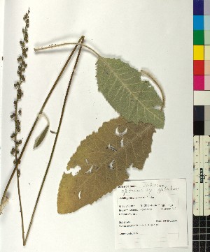  ( - BGE_00077_C05)  @11 [ ] CreativeCommons  Attribution by TAU herbarium (2025) TAU herbarium Aristotle University of Thessaloniki