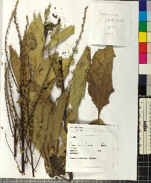  (Verbascum banaticum - BGE_00077_C08)  @11 [ ] CreativeCommons  Attribution by TAU herbarium (2025) TAU herbarium Aristotle University of Thessaloniki