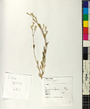  (Silene graeca - BGE_00077_C11)  @11 [ ] CreativeCommons  Attribution by TAU herbarium (2025) TAU herbarium Aristotle University of Thessaloniki